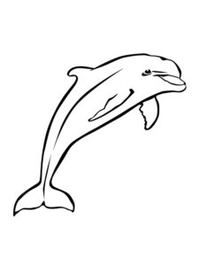 Дельфин картинки раскраски (29)