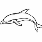 Дельфин картинки раскраски (30)