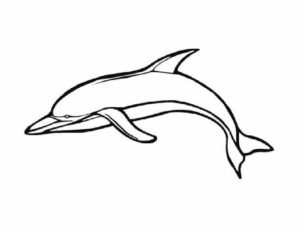 Дельфин картинки раскраски (30)