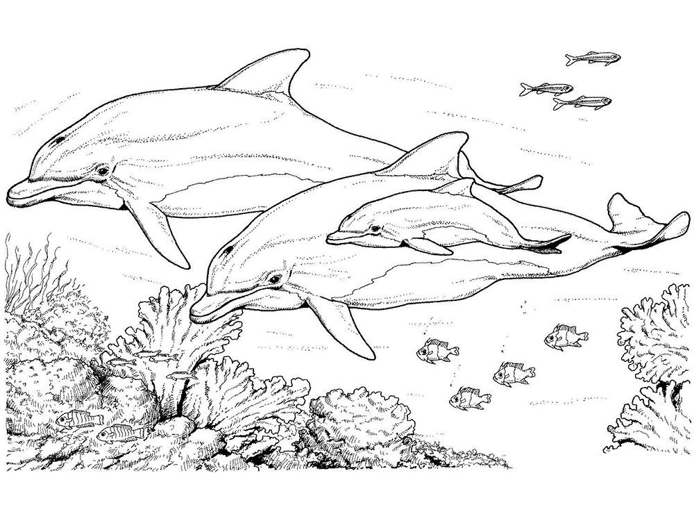 Дельфин картинки раскраски (36)