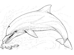 Дельфин картинки раскраски (37)