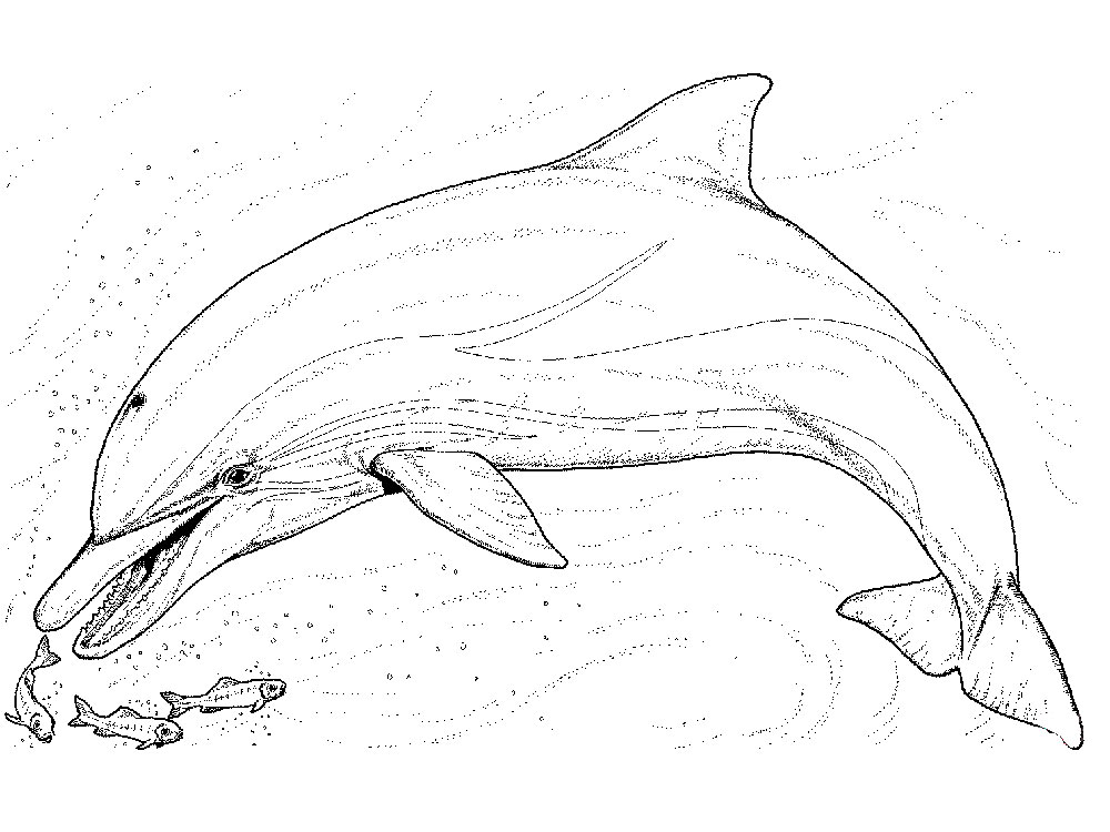 Дельфин картинки раскраски (37)