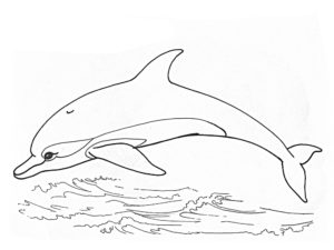 Дельфин картинки раскраски (45)