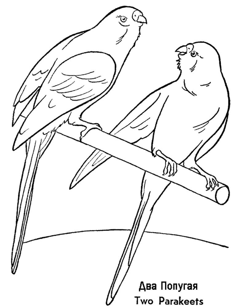 Домашние птицы и их птенцы картинки раскраски (11)
