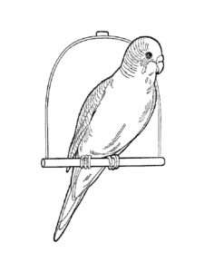 Домашние птицы и их птенцы картинки раскраски (15)