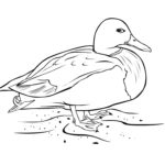 Домашние птицы и их птенцы картинки раскраски (16)