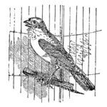 Домашние птицы и их птенцы картинки раскраски (18)