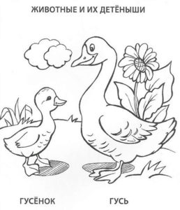 Домашние птицы и их птенцы картинки раскраски (24)