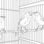 Домашние птицы и их птенцы картинки раскраски (4)