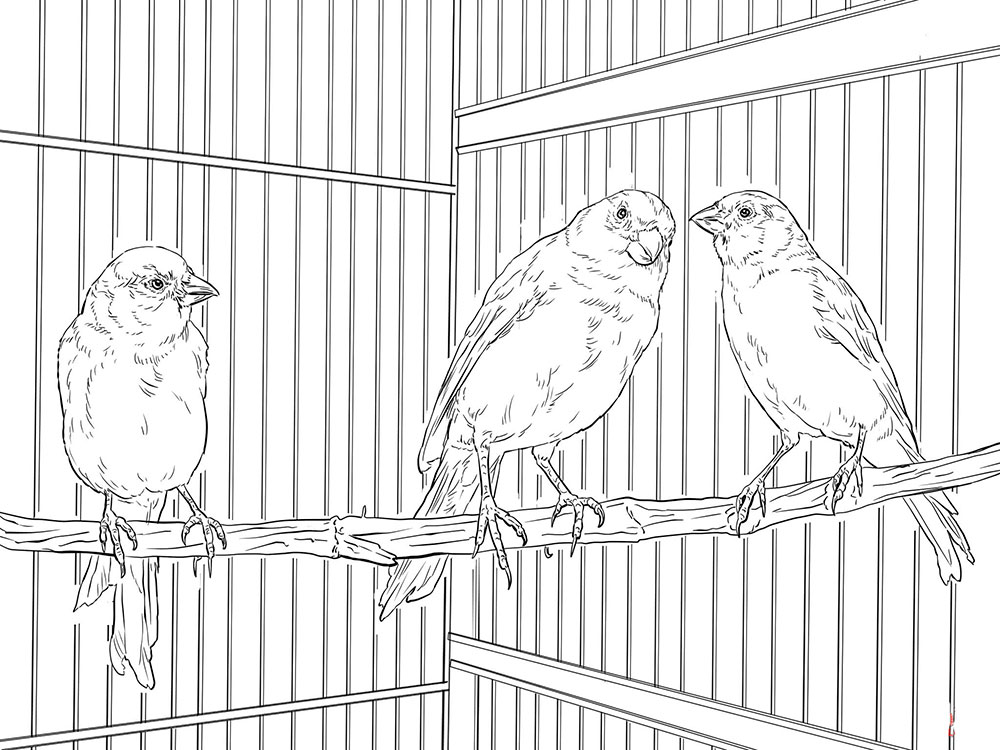 Домашние птицы и их птенцы картинки раскраски (4)
