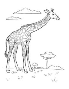 Жираф картинки раскраски (11)