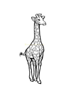 Жираф картинки раскраски (2)
