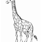 Жираф картинки раскраски (9)