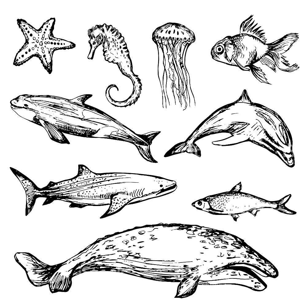Дифференцируем морские животные xthyj,tkfz