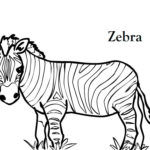 Зебра картинки раскраски (24)