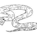 Змеи картинки раскраски (8)