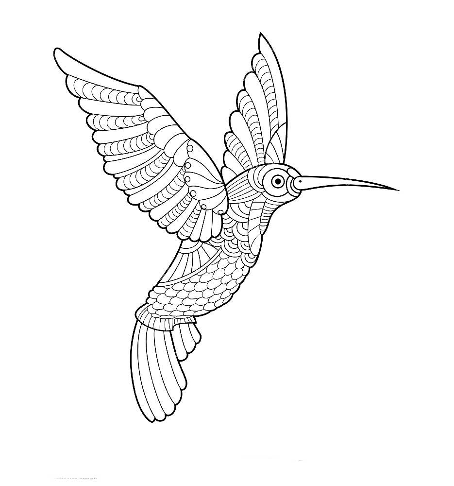 Колибри контурный рисунок