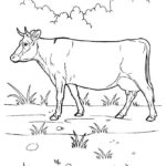 Корова картинки раскраски (10)