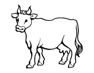 Корова картинки раскраски (13)