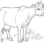 Корова картинки раскраски (7)