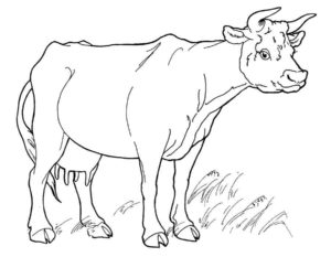 Корова картинки раскраски (7)