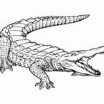 Крокодил картинки раскраски (5)
