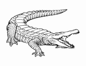 Крокодил картинки раскраски (5)