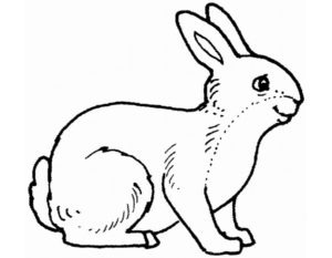 Кролик картинки раскраски (10)