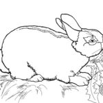 Кролик картинки раскраски (21)