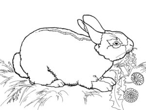 Кролик картинки раскраски (21)