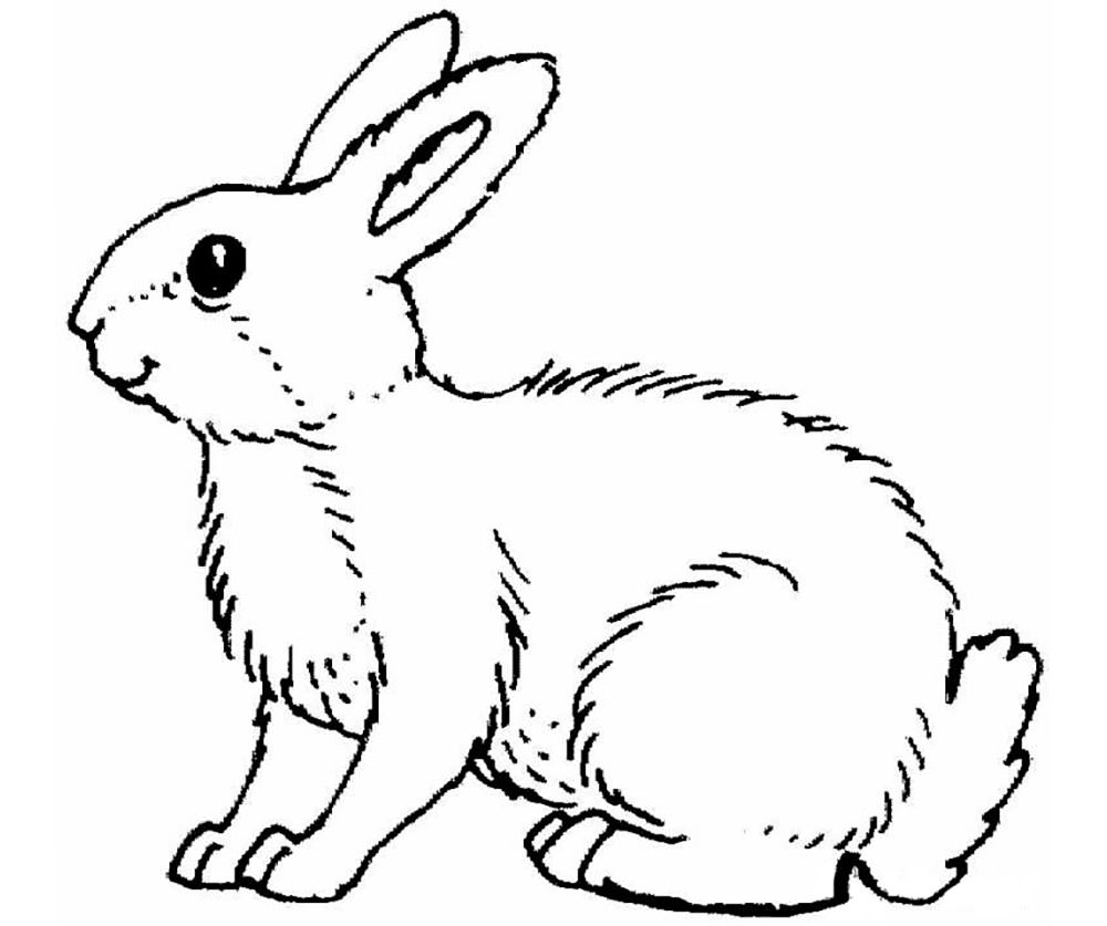 Кролик картинки раскраски (5)