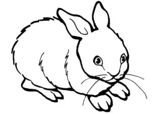 Кролик картинки раскраски (9)