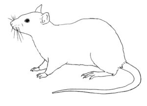 Крыса картинки раскраски (49)