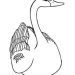 Лебедь картинки раскраски (11)