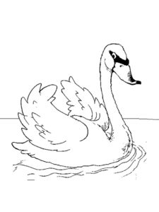 Лебедь картинки раскраски (14)