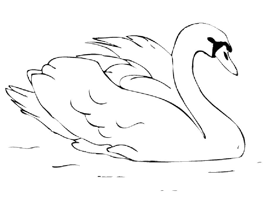Лебедь картинки раскраски (19)