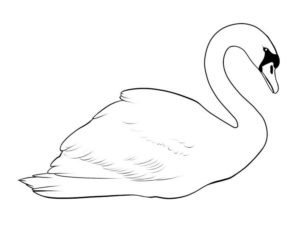 Лебедь картинки раскраски (2)