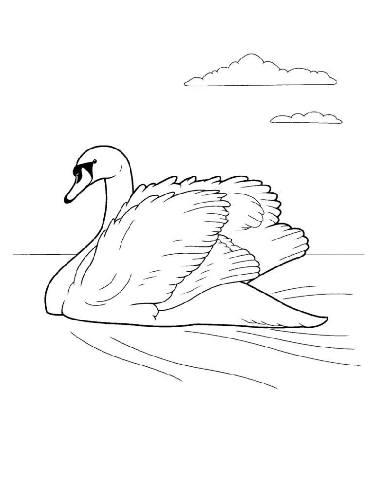 Лебедь картинки раскраски (23)