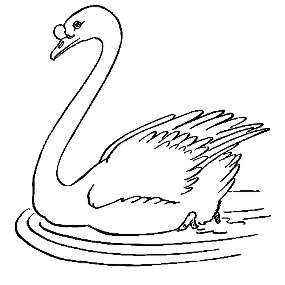 Лебедь картинки раскраски (25)