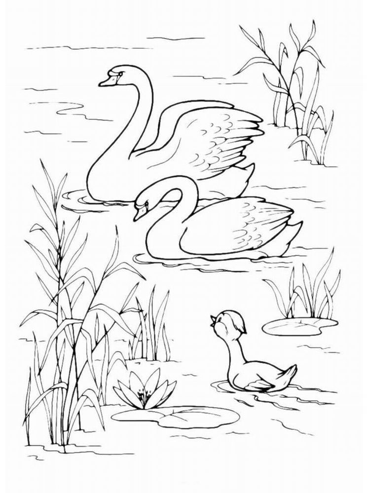 Лебедь картинки раскраски (29)