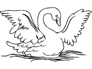 Лебедь картинки раскраски (3)