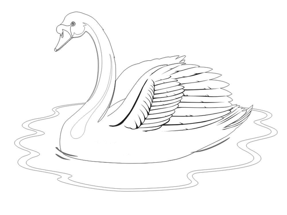 Лебедь картинки раскраски (4)