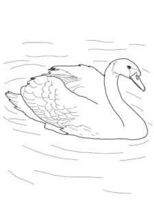 Лебедь картинки раскраски (6)