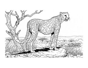 Леопард картинки раскраски (10)