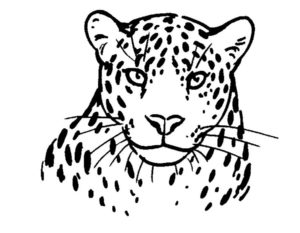Леопард картинки раскраски (11)