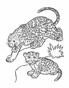 Леопард картинки раскраски (13)