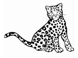 Леопард картинки раскраски (14)
