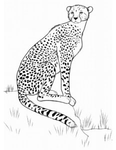Леопард картинки раскраски (15)