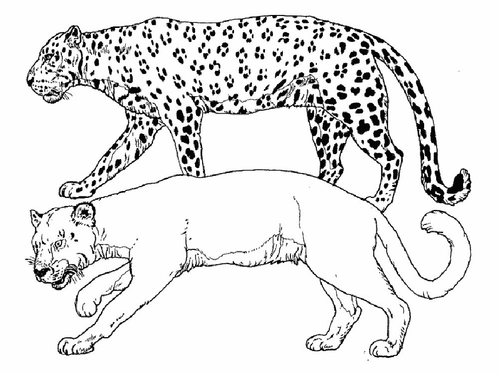 Леопард картинки раскраски (17)