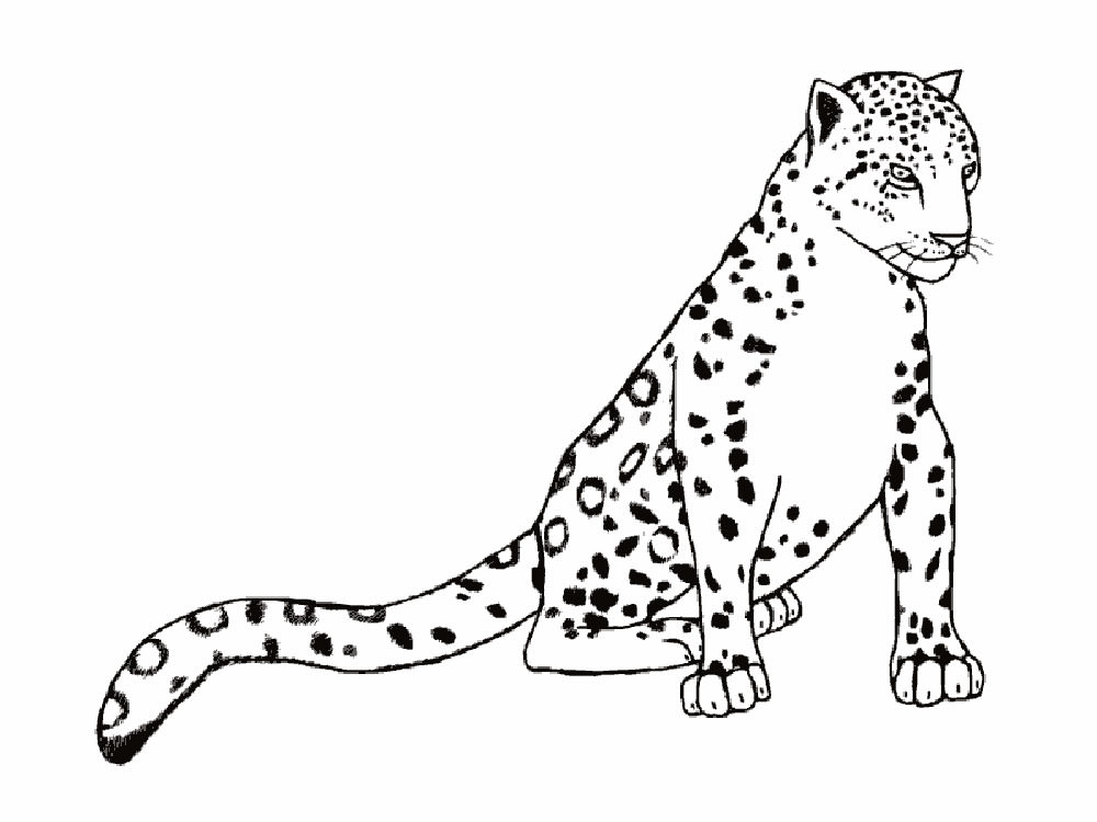 Леопард картинки раскраски (18)
